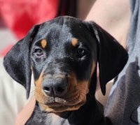 Black Boy's headshot at 8 weeks