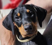 headshot of Brown Collar Girl