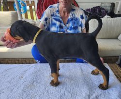 Stacked picture of  Gold Collar Black  Girl