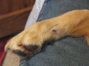 sample picture of dewclaw