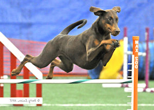 Kaikala jumping in agility with natural tail