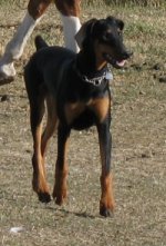 picture of our first Doberman, Parker