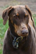 headshot of Roux