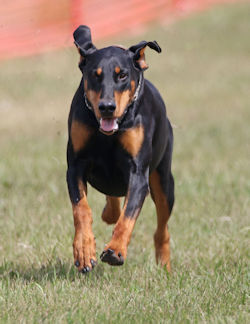 Karisma sprinting!
